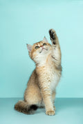 Interactive Cat Toy — Auto-Rotating Feather Wand
