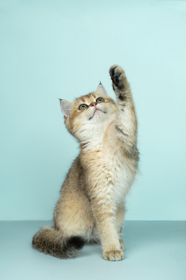 Interactive Cat Toy — Auto-Rotating Feather Wand